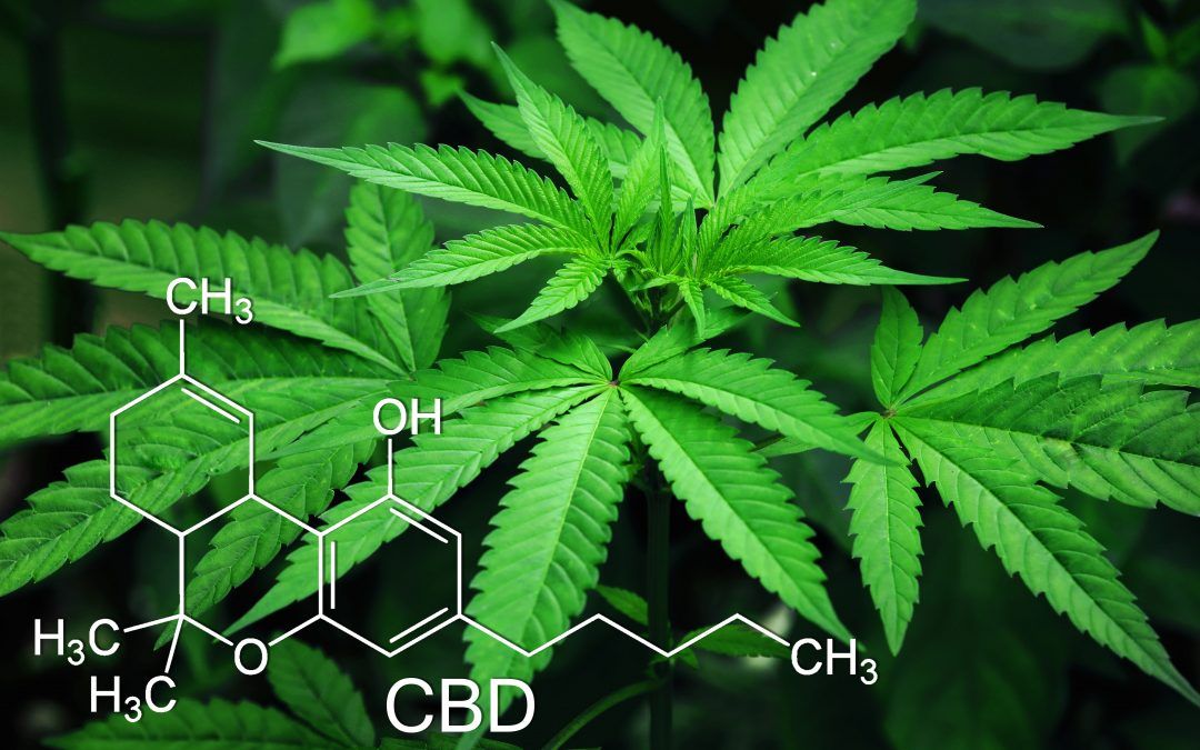 CBD vs CBN vs CBG – Sus Diferencias y Sus Beneficios