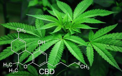 CBD vs CBN vs CBG – Sus Diferencias y Sus Beneficios