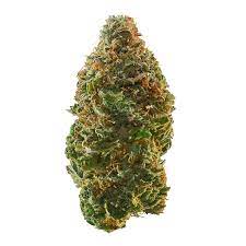 Amnesia CBD