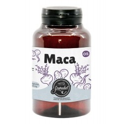 MACA
